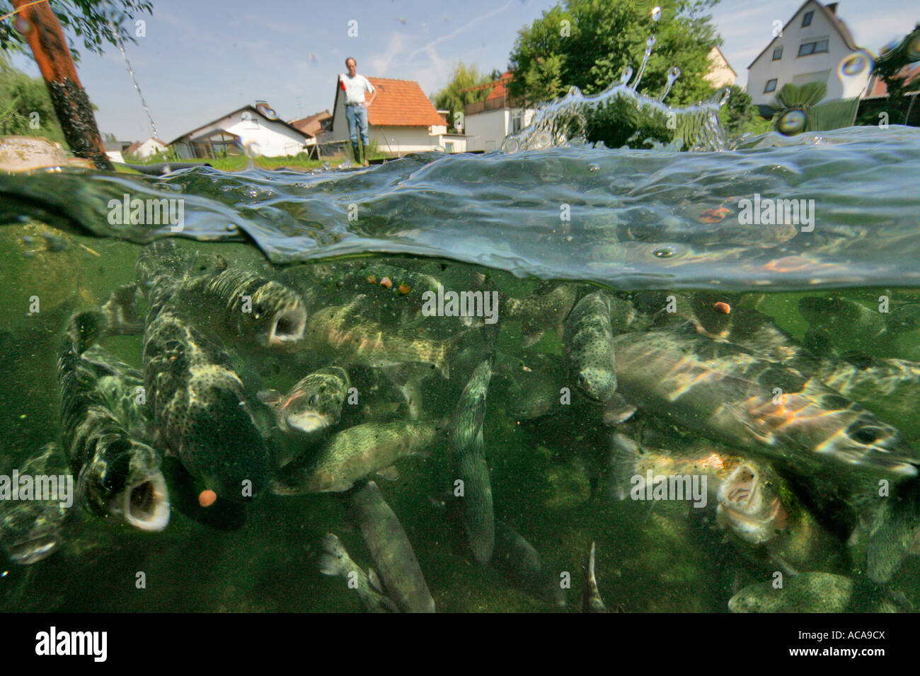 Schilfschneiden in Seligenstadt, Hessen, Deutschland Stockfoto