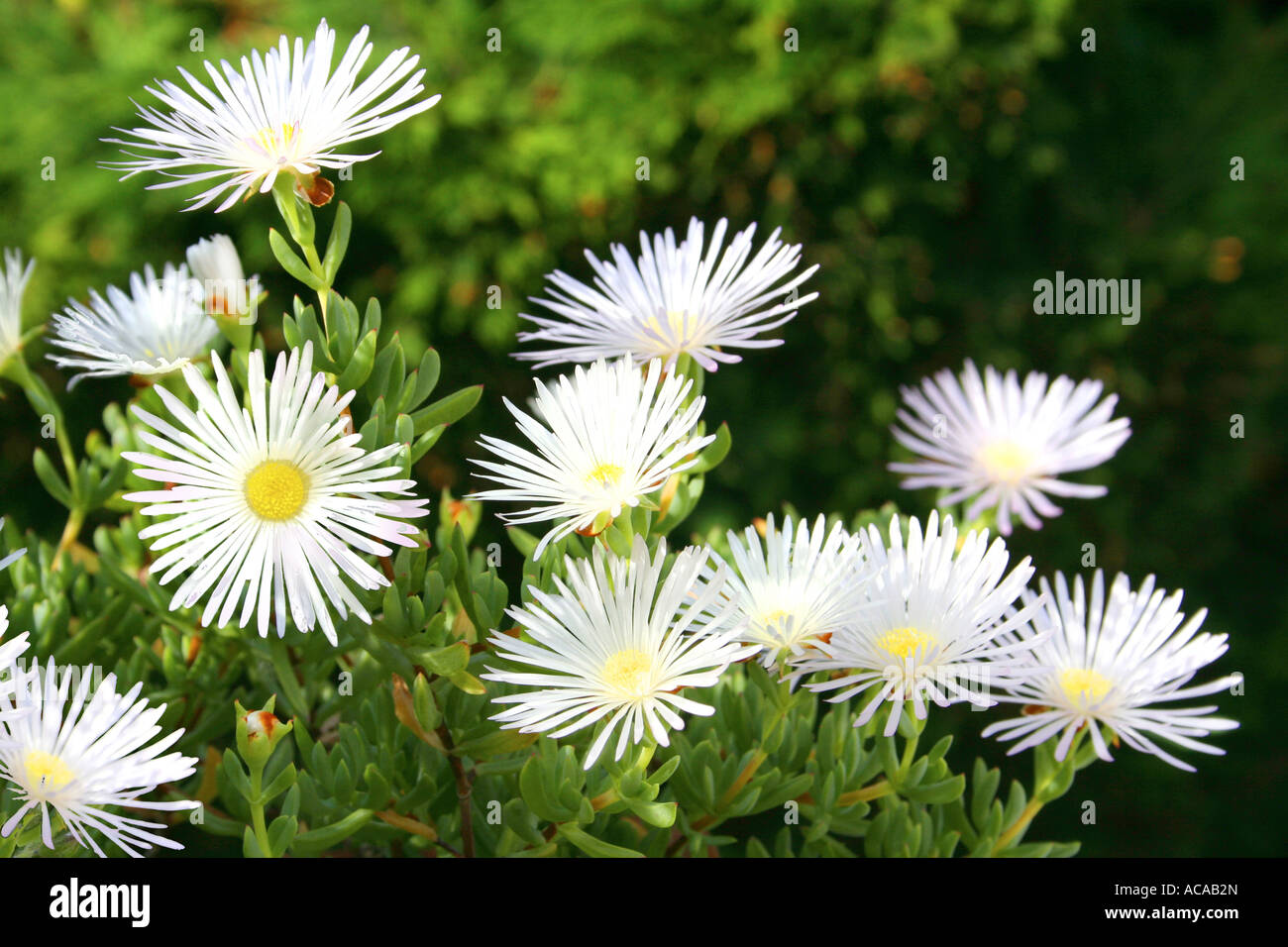saftige Blumen Stockfoto