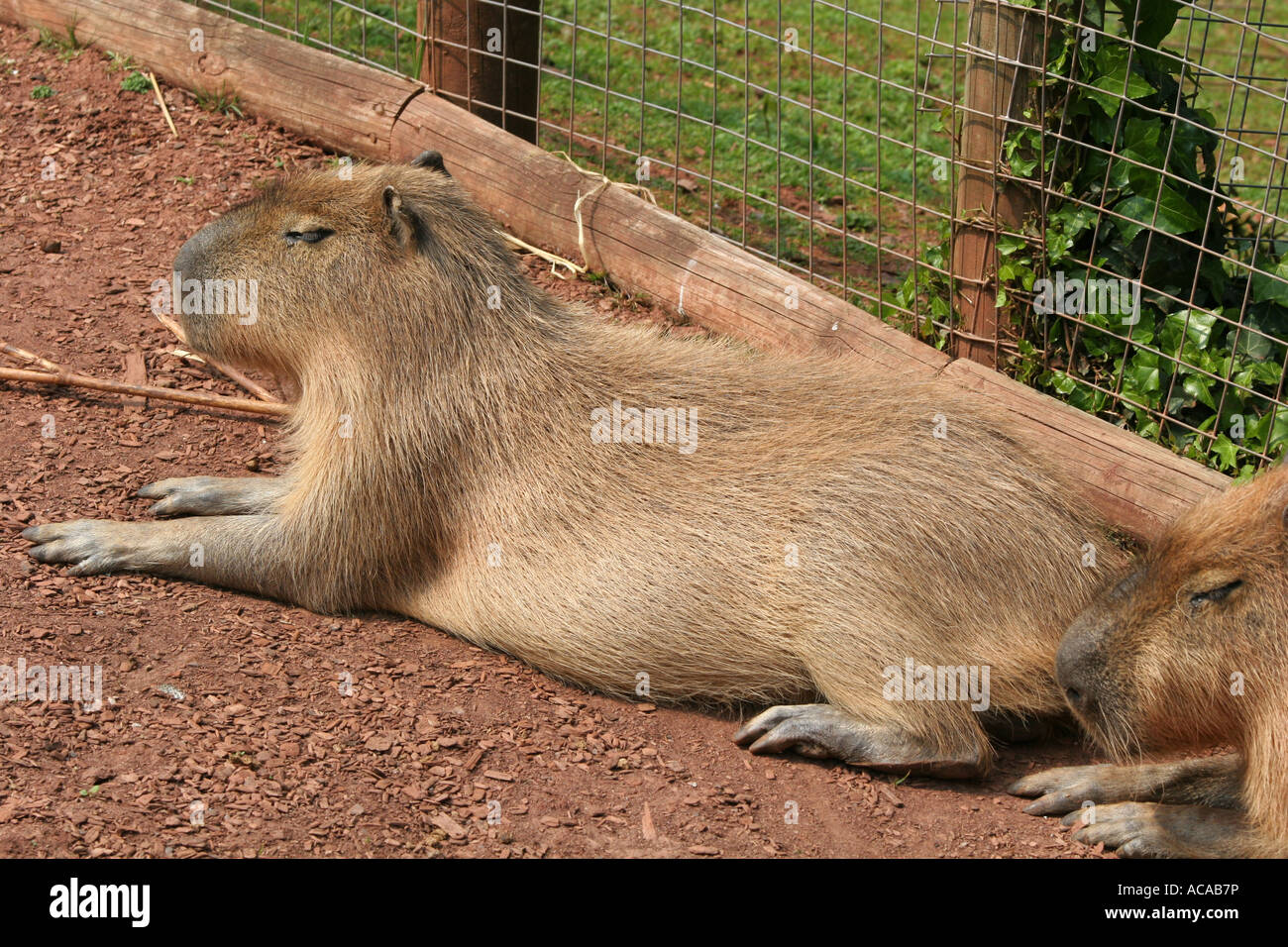 Capybara Hydrochaeris Hydrochaerus Wasser Schwein große Nager liegen in Gefangenschaft Paignton Zoo Naturschutzgebiet England UK Stockfoto