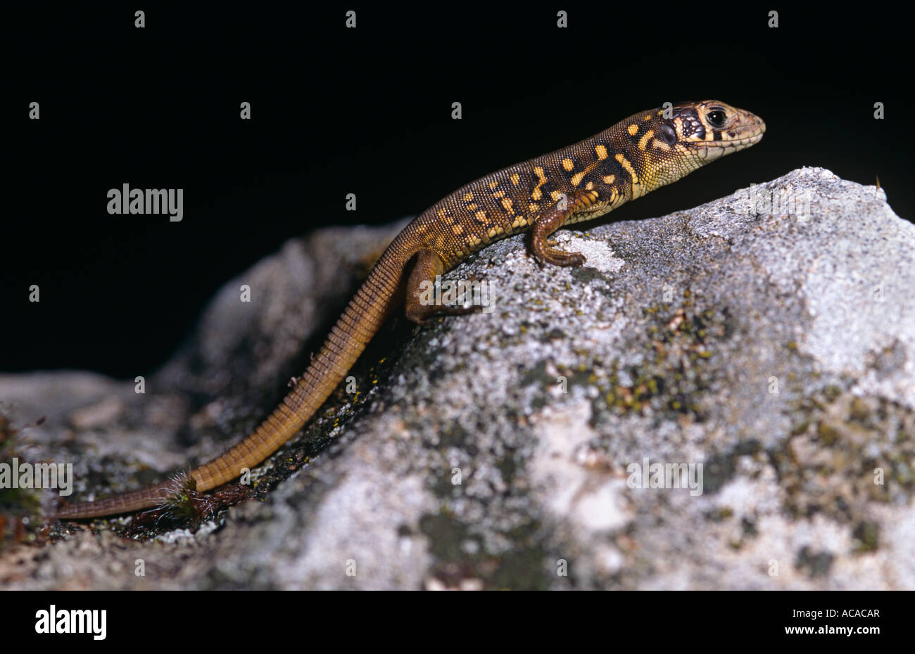 Schreiber s Eidechse Lacerta Schreiberi juvenile Spanien Stockfoto