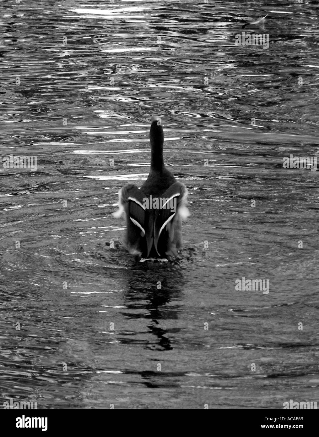 Ente auf dem Wasser Fluss Ouse bei Bedford schwarz und weiß Stockfoto