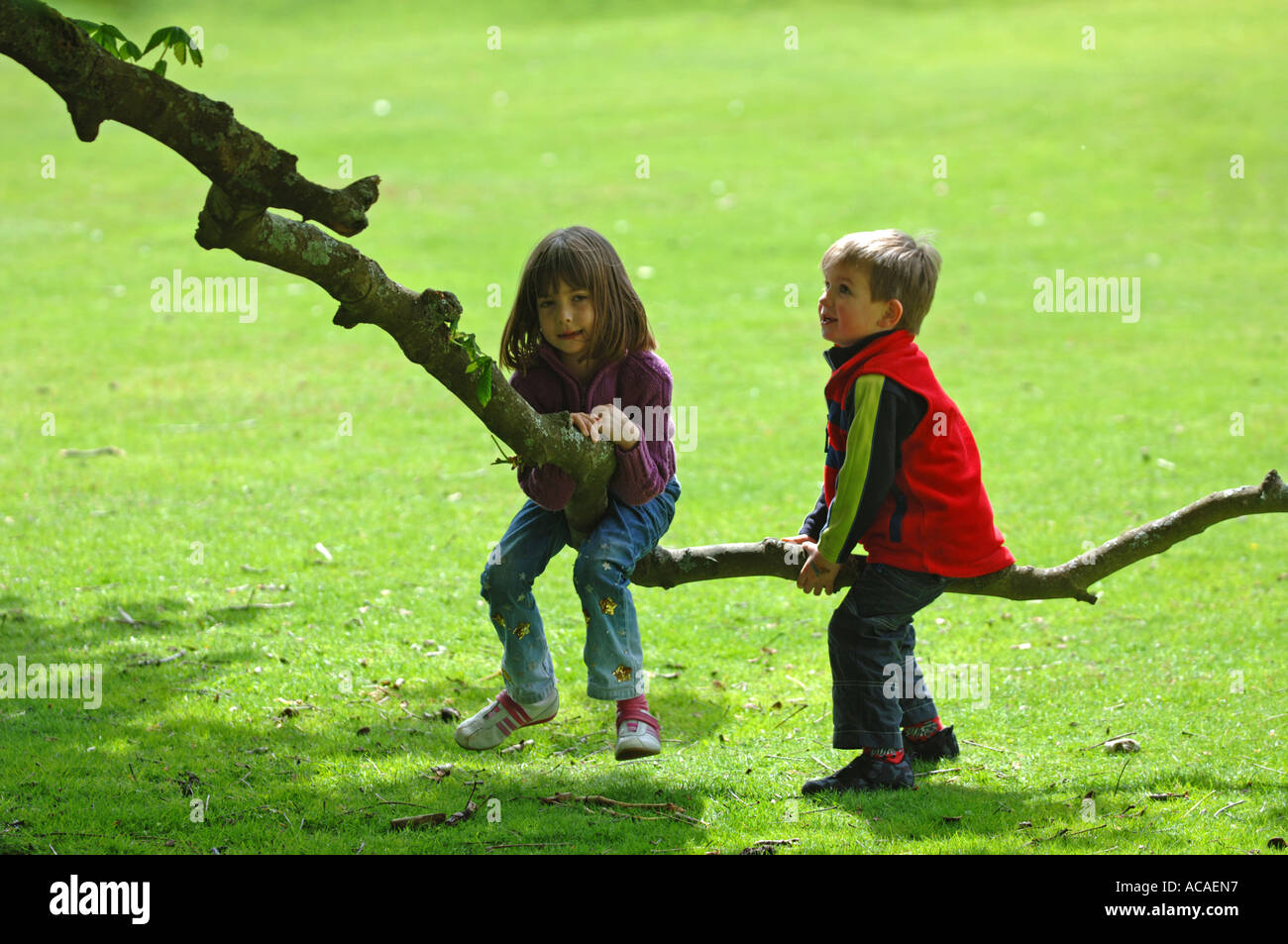 Freunde auf einem Ast eines Baumes, Kindheit, Kinder Stockfoto