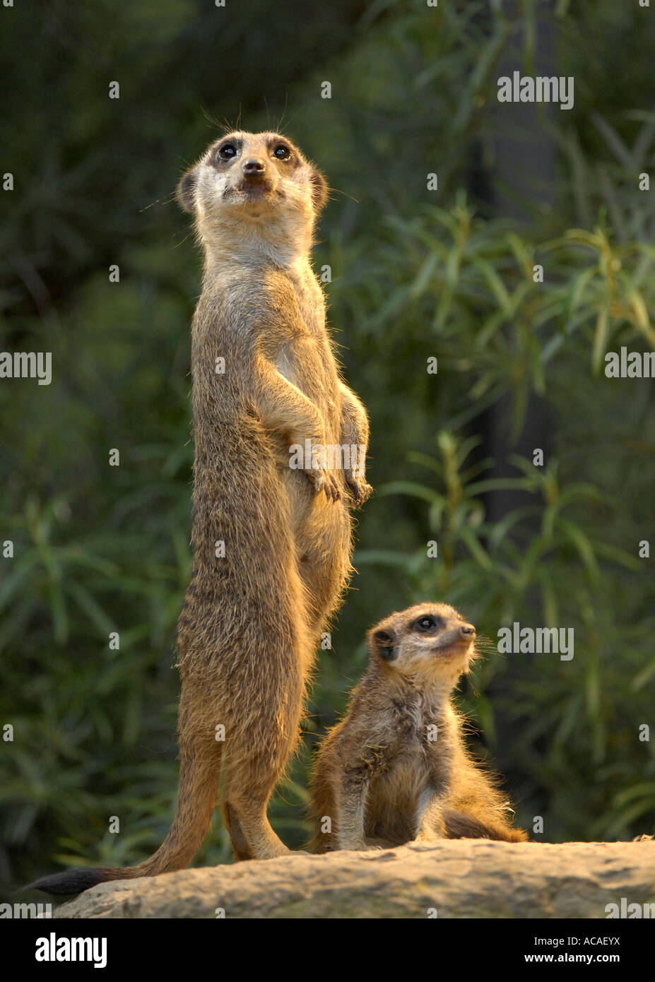 Erwachsene und junge Erdmännchen (Suricata Suricatta) Stockfoto