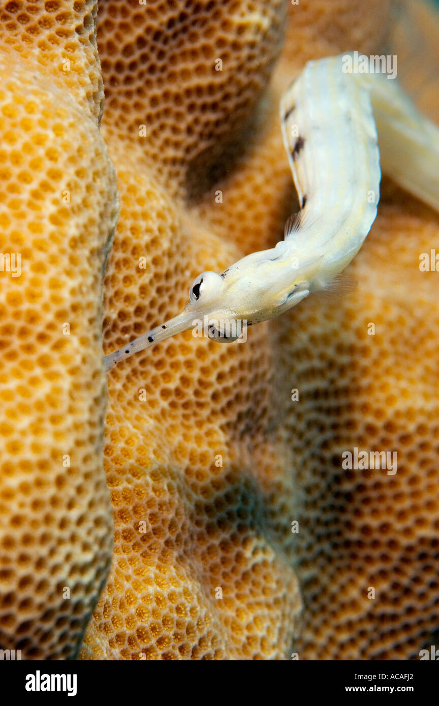 Netzwerk-Seenadeln Corythoichthys Flavofasciatus Yap Mikronesien Pazifischen Ozean Stockfoto