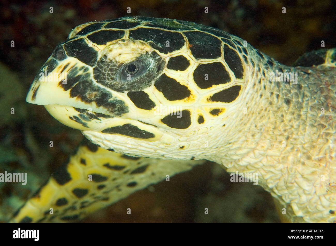 Hawksbill Turtle Kopf Eretmochelys Imbricata Yap Mikronesien Pazifischen Ozean Stockfoto