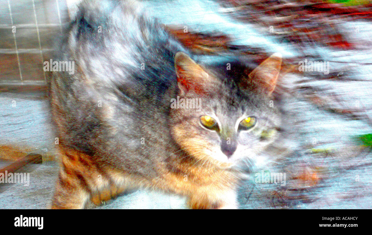 Verwilderte Hauskatzen (Felis Catus) Stockfoto