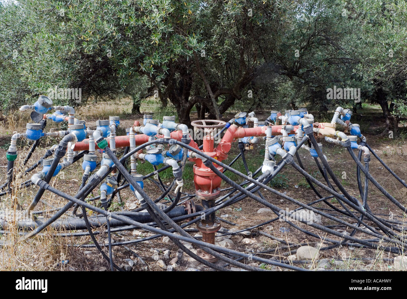 Eine typische Bewässerungsanlage für eine Olivenbaum Plantage, Nera Kritsa, Kreta, Griechenland Stockfoto