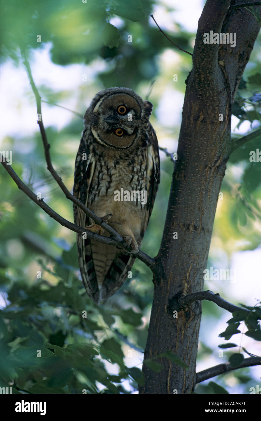 Waldohreule (Asio Otus), thront Eule auf Ast, juveline Stockfoto