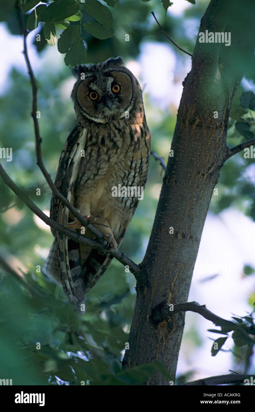 Waldohreule (Asio Otus), thront Eule auf Ast, Juveline Stockfoto