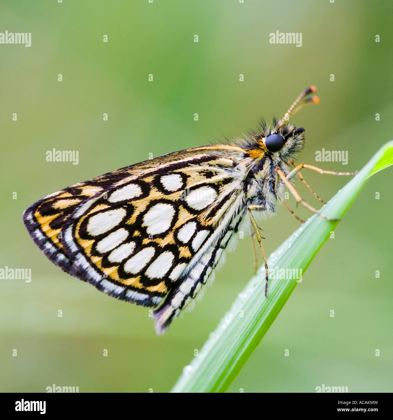 Großen Karo-Skipper (Heteropterus Morpheus) Stockfoto