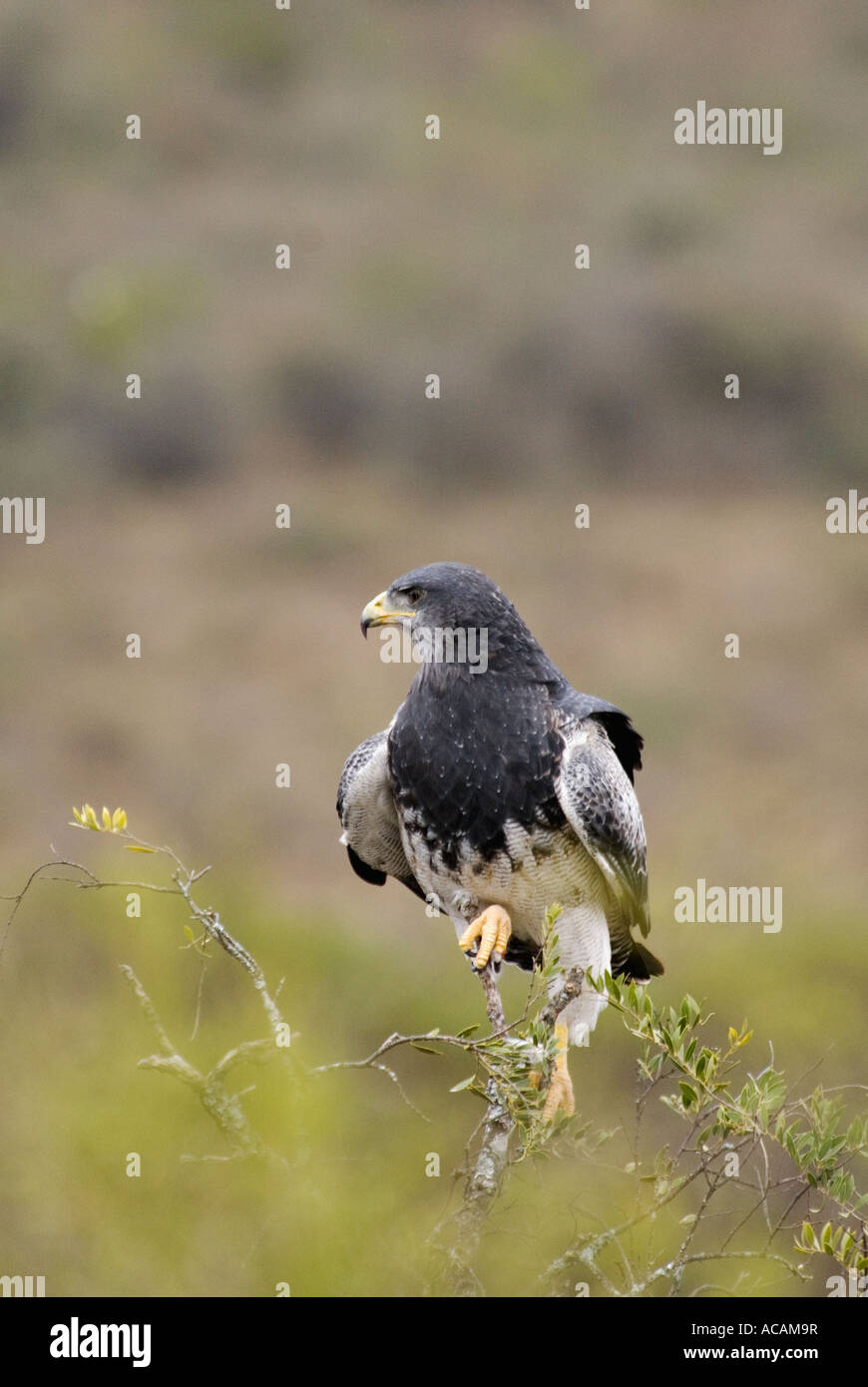 Graue Adler Bussard thront im Gipfel des Baumes in der Nähe von La Dormida Argentinien Stockfoto