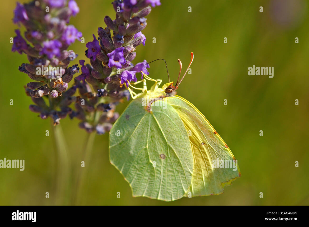 Brimestone Schmetterling, Gonepteryx Rhamny auf Lavendelblüten, Provence, Frankreich Stockfoto