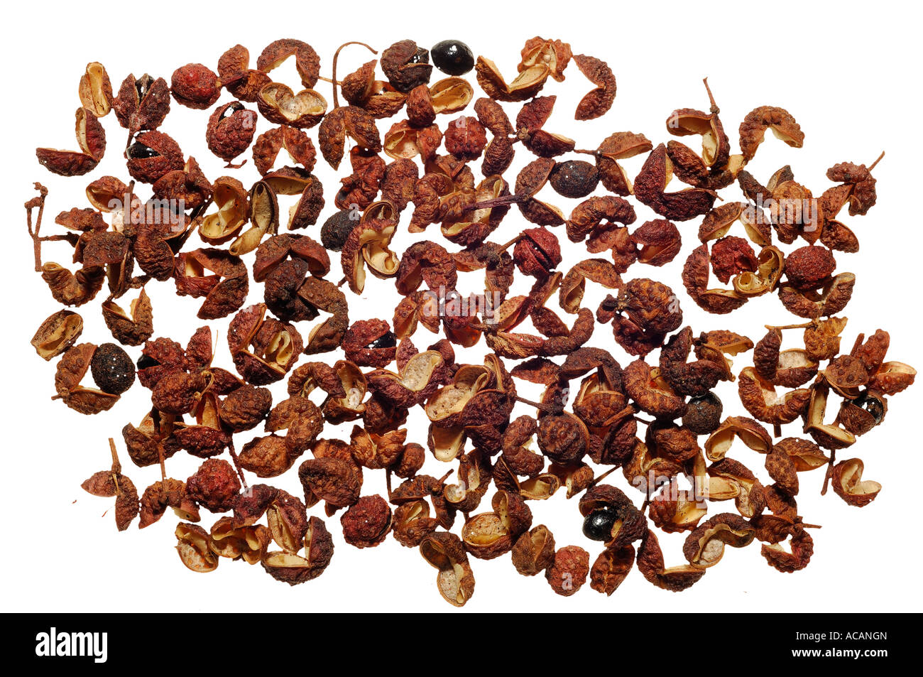 Sichuan-Pfeffer (Zanthoxylum Piperitum) Stockfoto