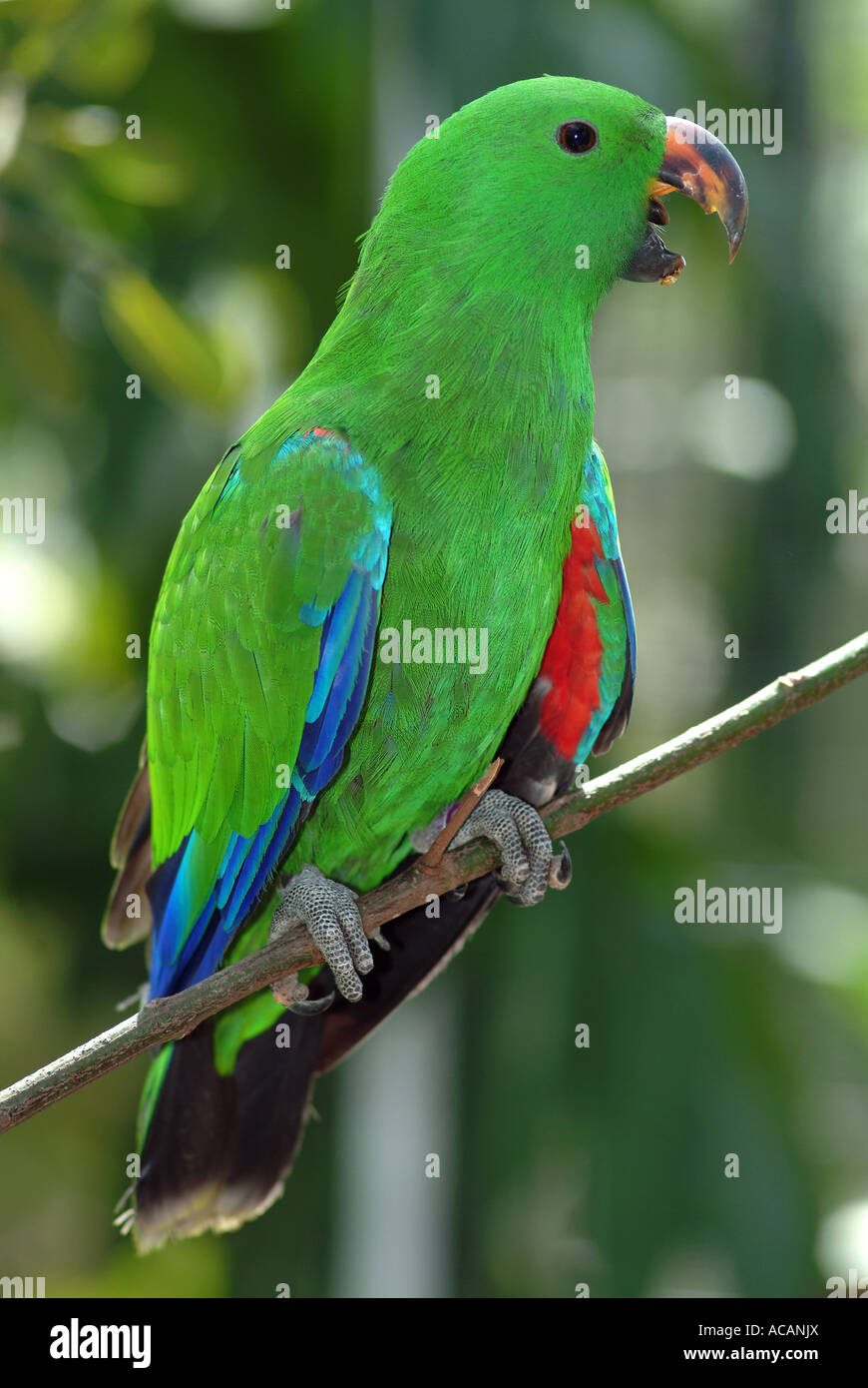 Papagei (Electus), Queensland, Australien Stockfoto
