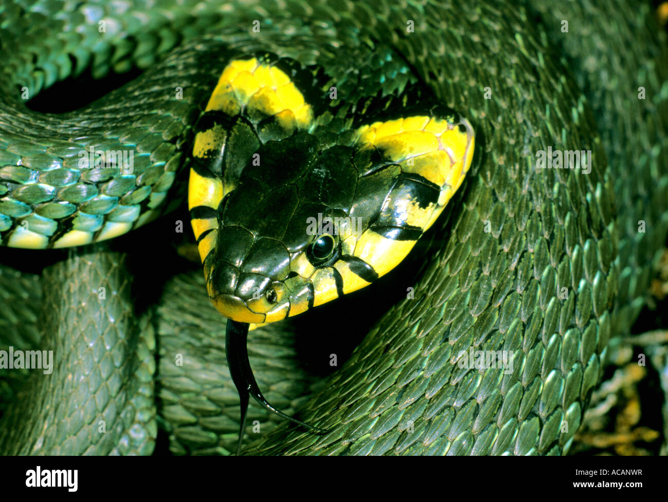 Ringelnatter (Natrix Natrix), nordische Art mit abgeflachten Kopf, Schweden Stockfoto