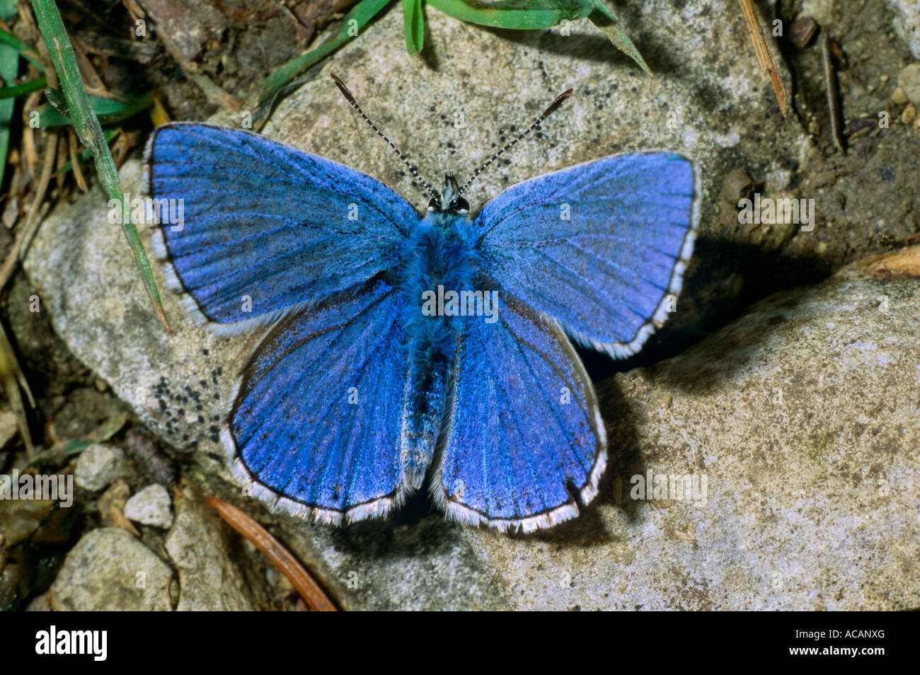 Andonis blau (Lysandra Bellargus), Familie Lycaenidae Stockfoto