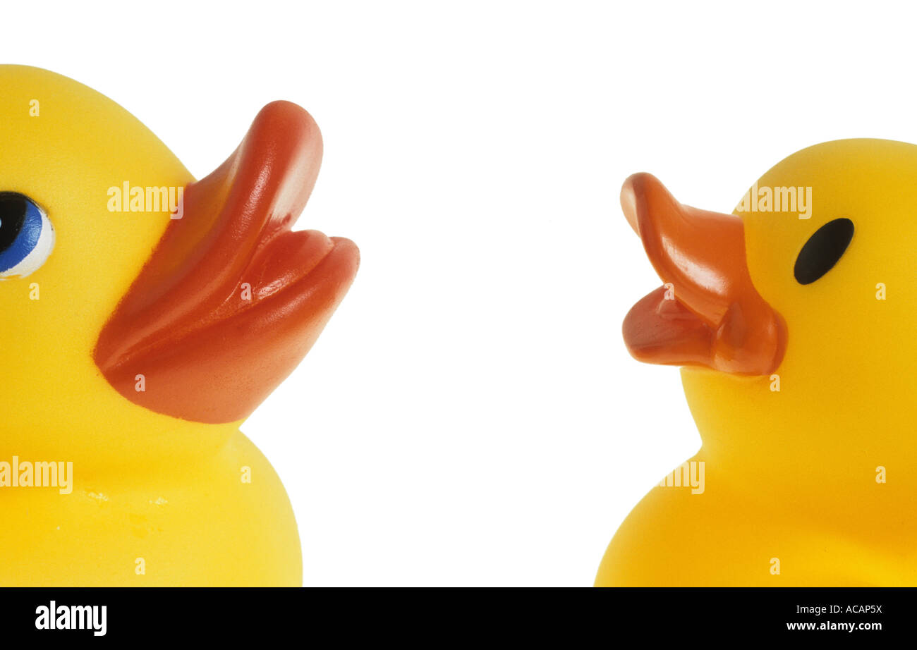 Zwei Dümpelfried Enten Stockfoto