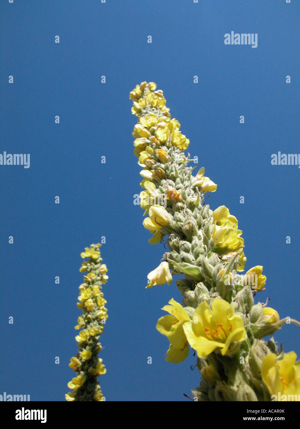 Gelbe Blüten Stockfoto