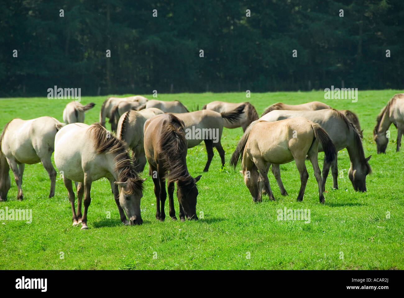 Wildpferde im Merfelder Bruch bei Dülmen, Nordrhein-Westfalen, Deutschland Stockfoto