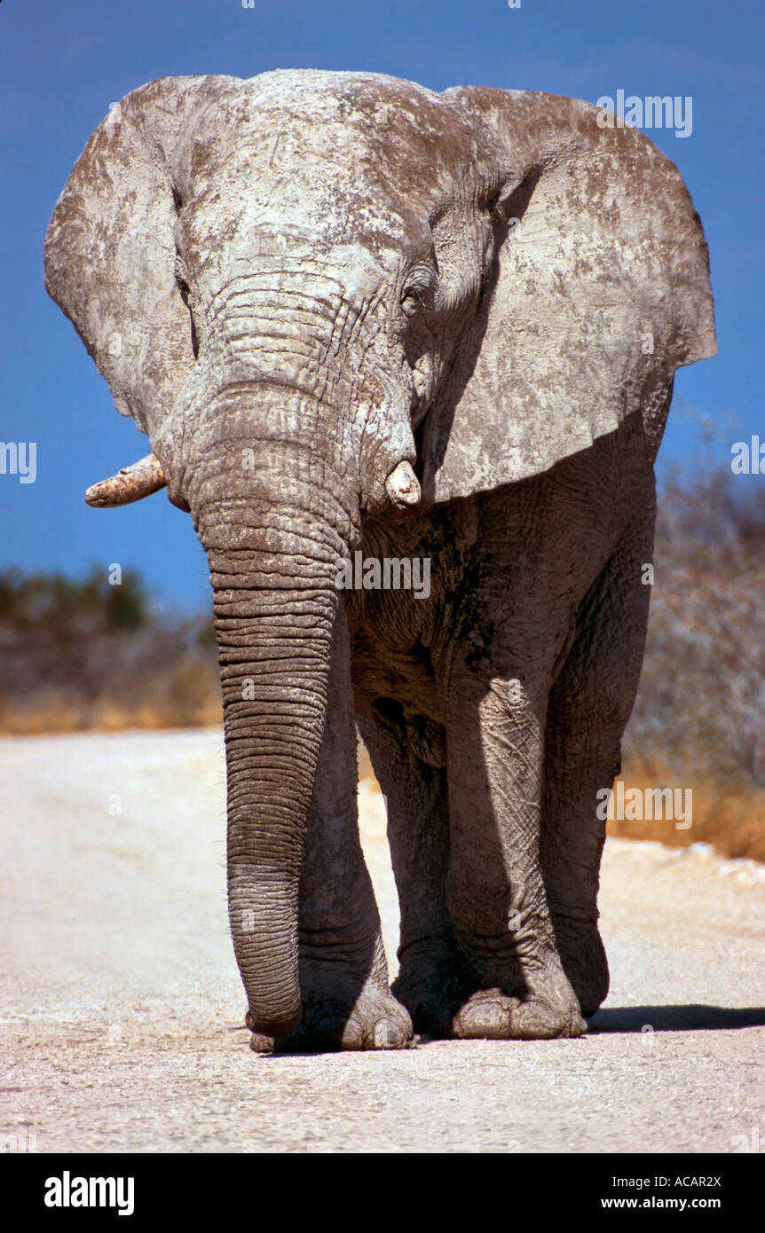 Elefantenbullen (Loxodonta Africana), Etoscha Nationalpark, Namibia, Afrika Stockfoto