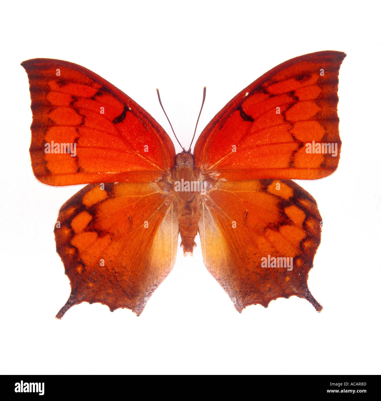 Schmetterling auf weißen ausfallende Hintergrund Stockfoto