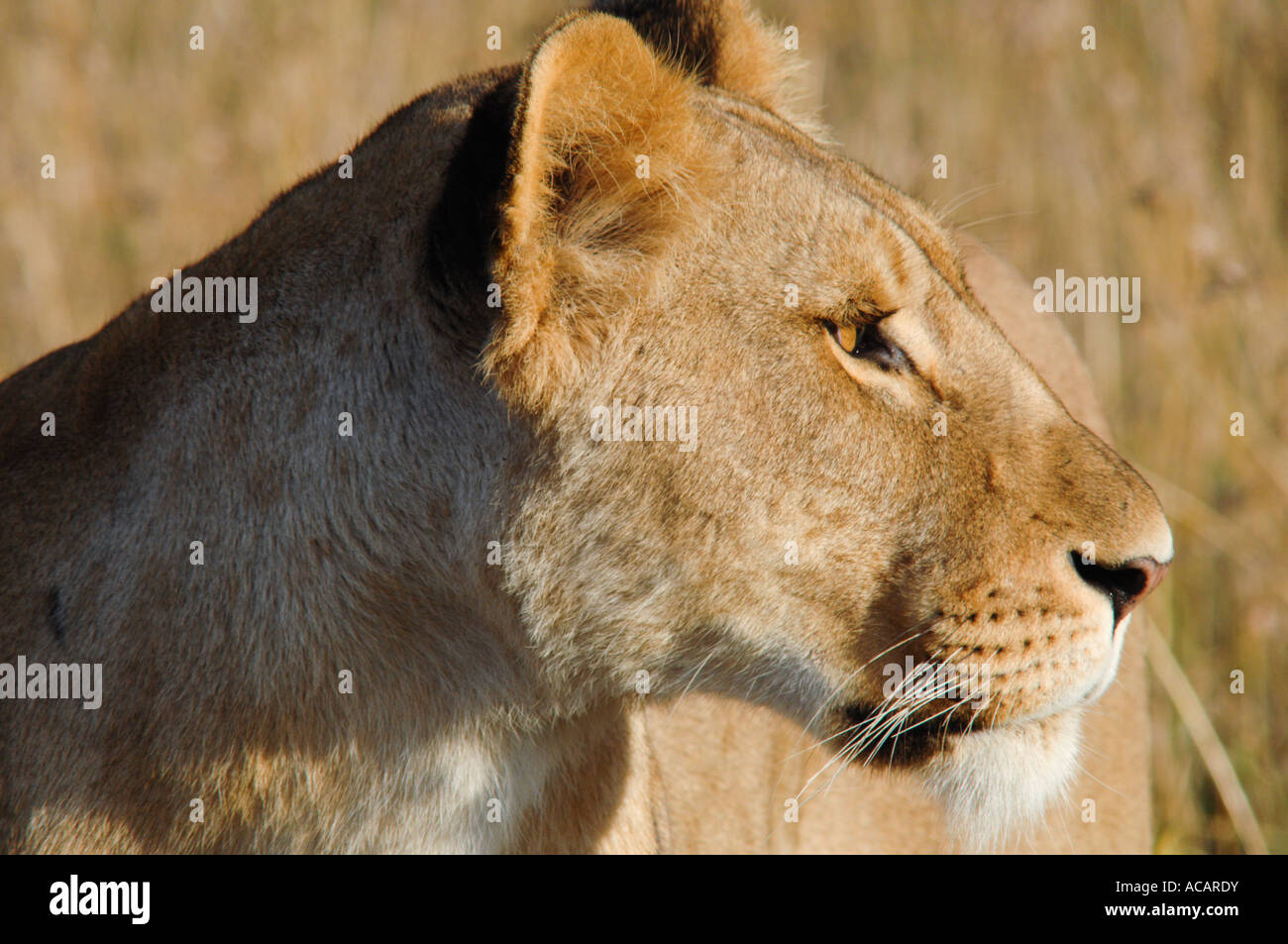 Löwin (Panthera Leo), Porträt, Masai Mara, Kenia, Afrika Stockfoto