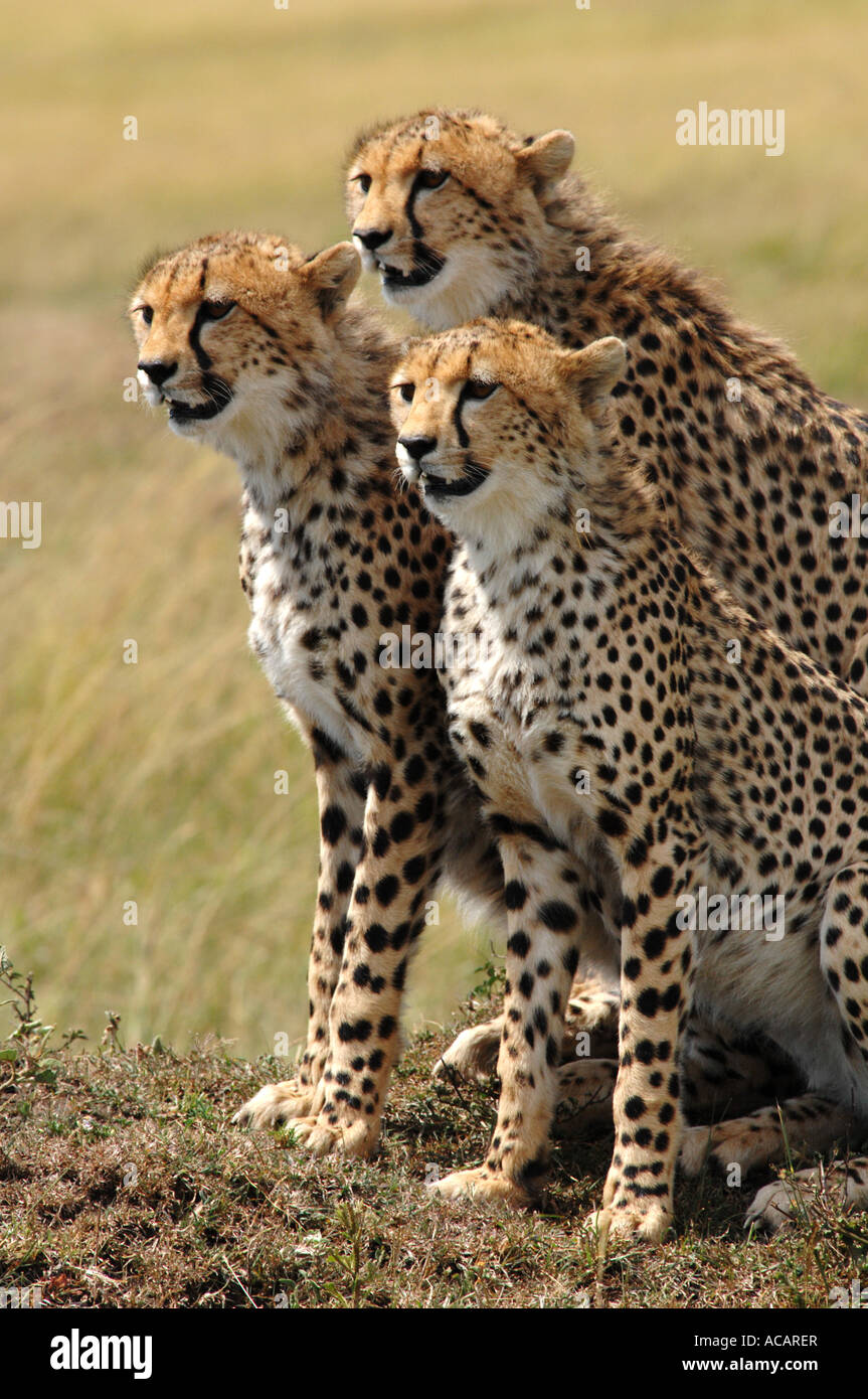 Drei Geparden (Acinonyx Jubatus) Masai Mara national Reserve, Kenia, Afrika Stockfoto