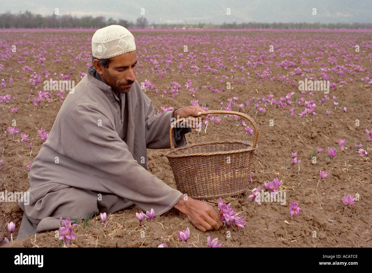 Bauer pflüpft Safranblumen, die eine Pfirsich tragen, um sich vor der Kälte zu schützen, Pampore, Kaschmir, Indien, Asien Stockfoto