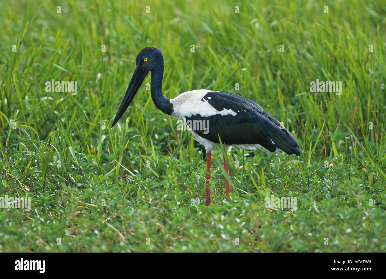 Schwarzhals Storch Nahrung Asiaticus weibliche Kakadu Australien Stockfoto