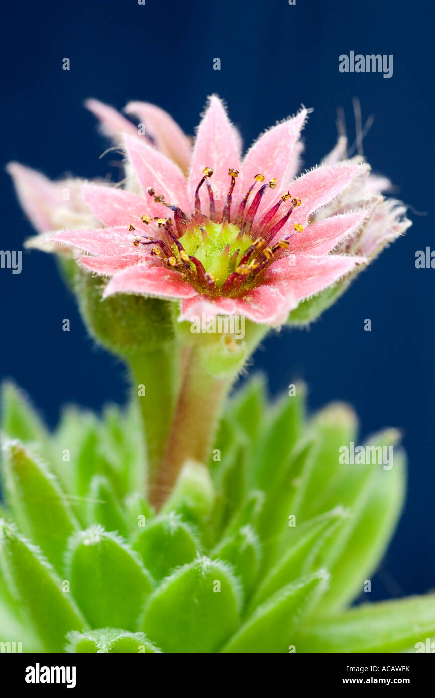 Blume der Hauswurz (Sempervivum Tectorum) Stockfoto