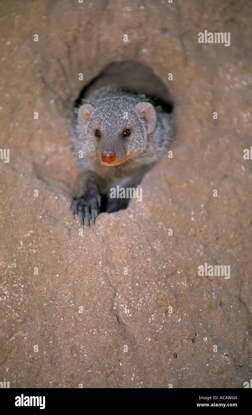 Zebramangusten Mungos Mungo Etosha Nationalpark Namibia Stockfoto