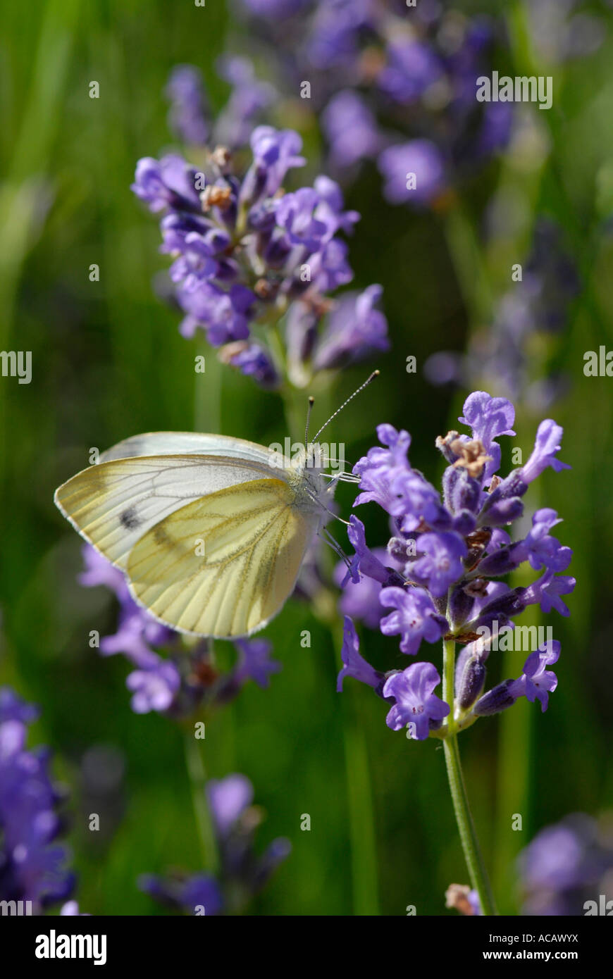 Große weiße auf eine Lavendelblüte, Pieris brassicae Stockfoto