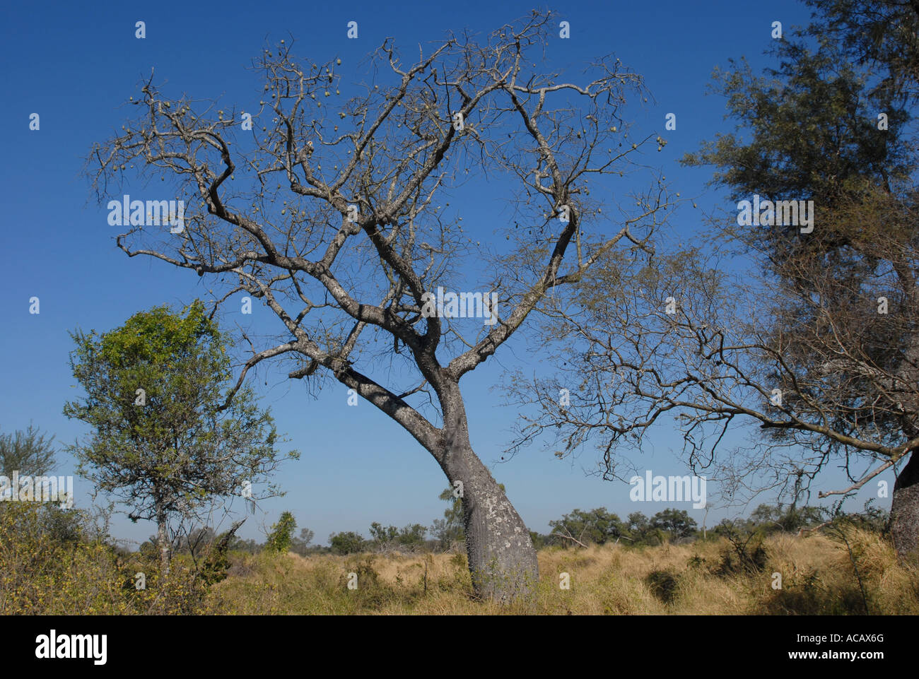 Flaschenbaum (Chorisia Insignis) im Winter, Gran Chaco, Paraguay Stockfoto