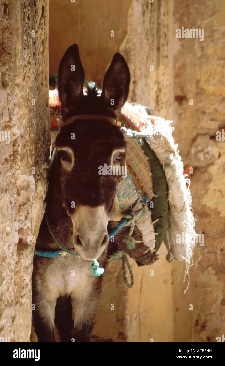 Esel, beladen mit Decken angebunden in steinernen Torbogen in Fes el Bali (Medina), Fes, Marokko, Nordafrika Stockfoto