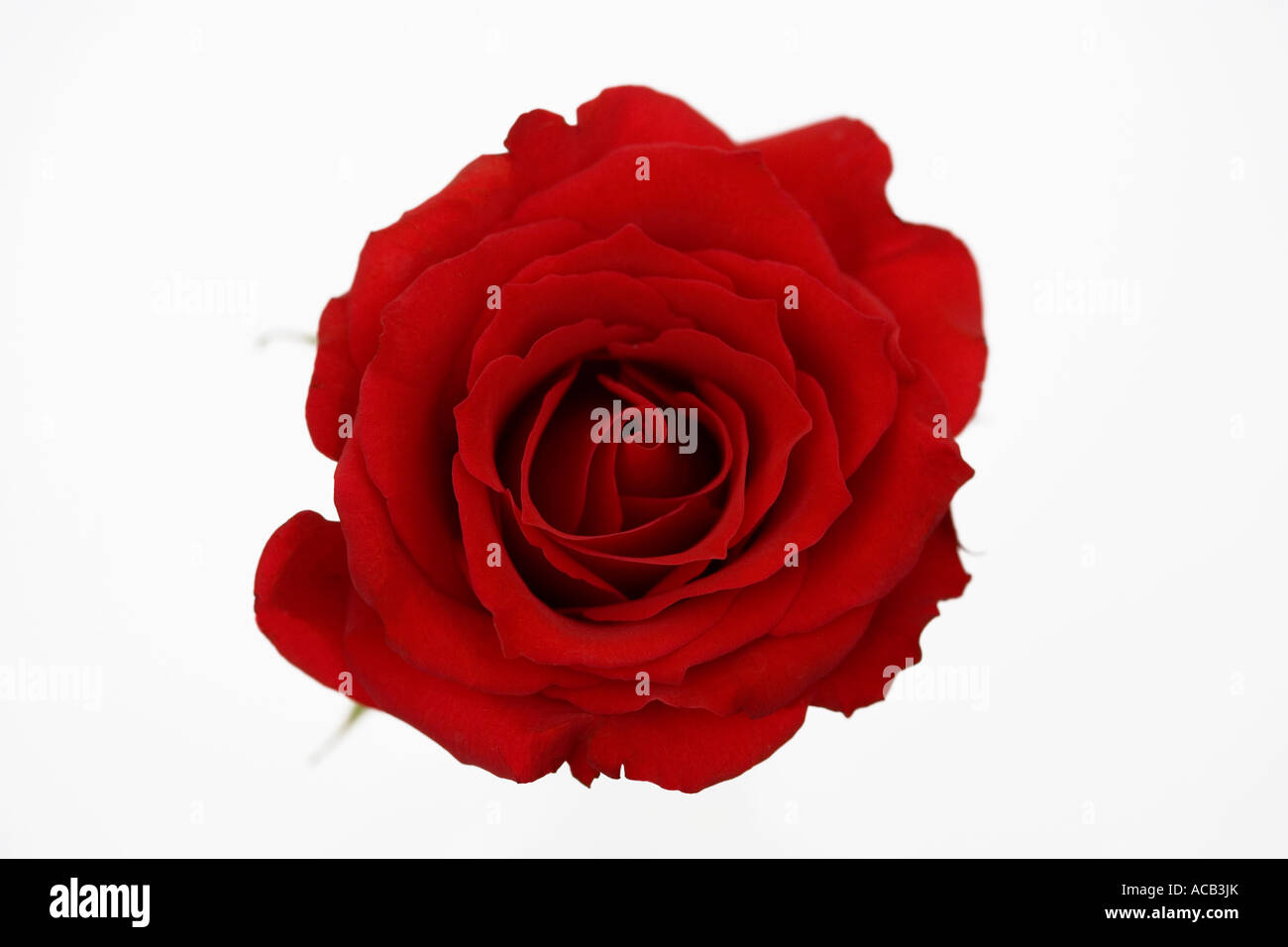 Einzelne rote Rose von oben gegen einen sauberen, weißen Hintergrund erschossen Stockfoto