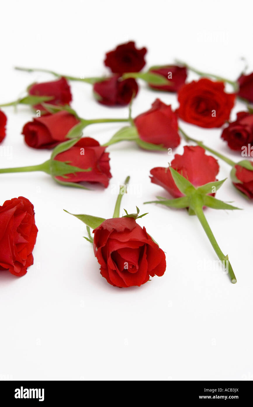 Rote Rosen verstreut auf weißem Hintergrund Stockfoto