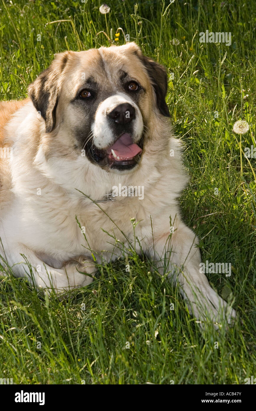 Hund Haustier Sicherheit Hunde asiatischen Ovcharka Bulgarien männlich  Stockfotografie - Alamy