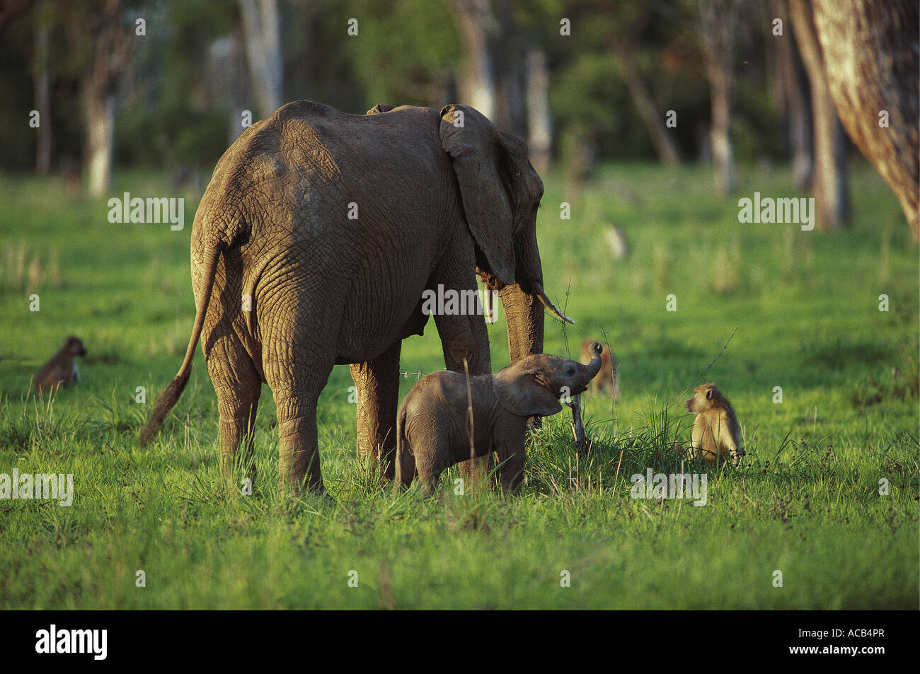 Weibliche Elefanten und Kalb in der Nähe Chacma Paviane in South Luangwa Nationalpark Sambia Stockfoto