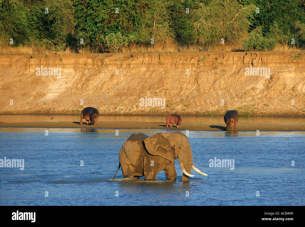 Männliche Elefanten waten im Luangwa Fluss mit Nilpferde über South Luangwa Nationalpark Sambia Stockfoto