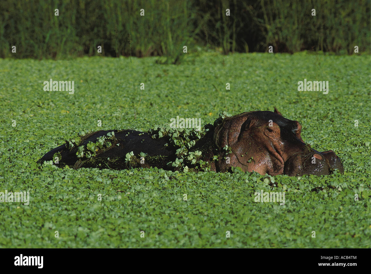 Nilpferd im Pool bedeckt mit Wasser Salat oder Pistra Stratoides South Luangwa Nationalpark Sambia Stockfoto