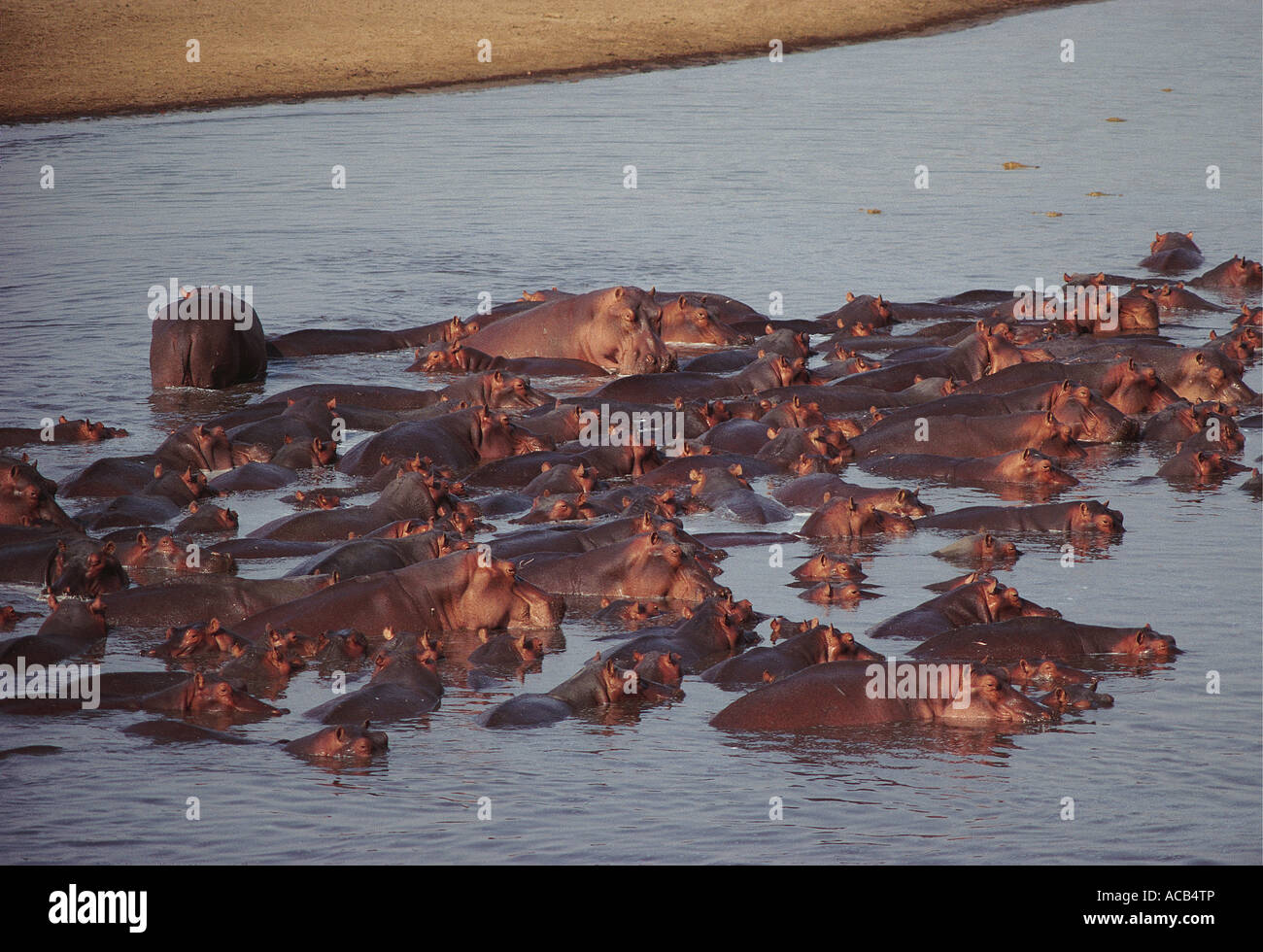 Massierten Herde oder Schule von Hippo South Luangwa National Park-Sambia Stockfoto