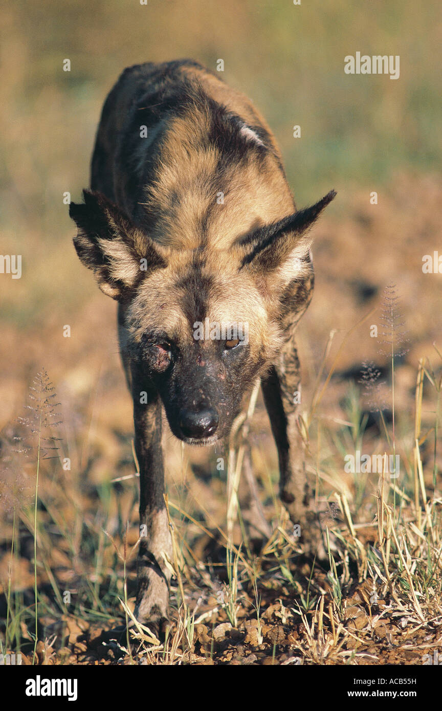 Porträt von männlichen Wild Dog LYKAON Pictus South Luangwa Nationalpark Sambia Stockfoto
