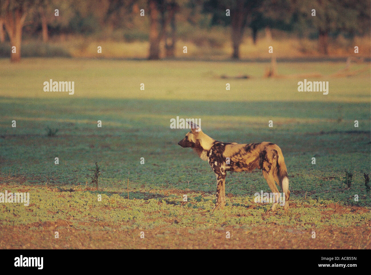 Männlichen Wild Dog LYKAON Pictus South Luangwa Nationalpark Sambia Stockfoto
