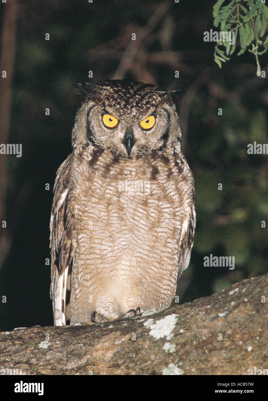 Uhu Bubo Africanus South Luangwa Nationalpark Sambia gesichtet Stockfoto