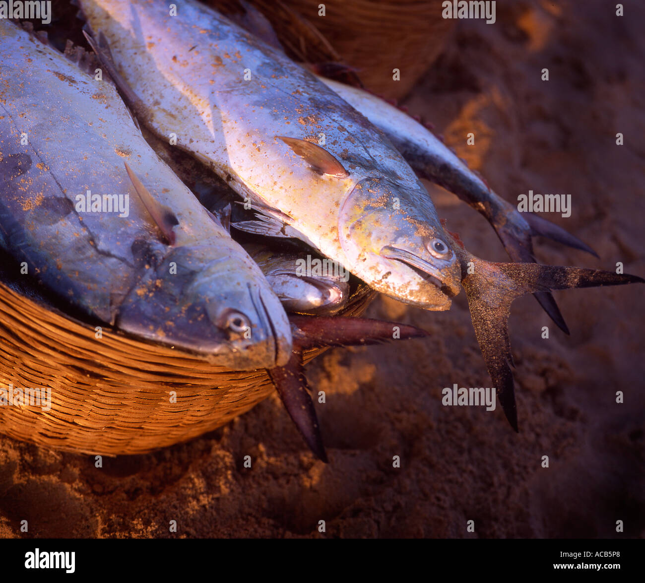 Fische im Korb auf Calangute Beach, Calangute, Goa, Indien. Stockfoto