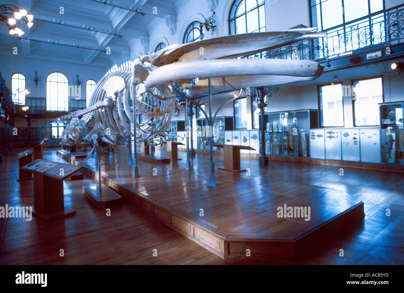 Walskelett im ozeanografischen Museum von Monaco Stockfoto