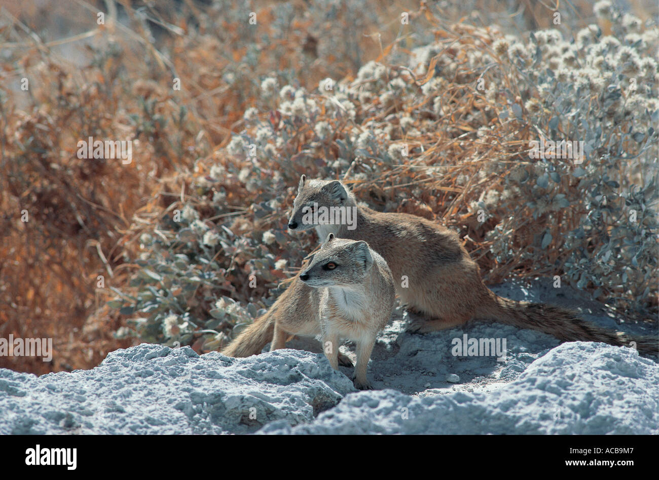 Zwei rote oder buschig Tailed Erdmännchen auch bekannt als eine gelbe Mungo Etosha Nationalpark Namibia Südwest-Afrika Stockfoto