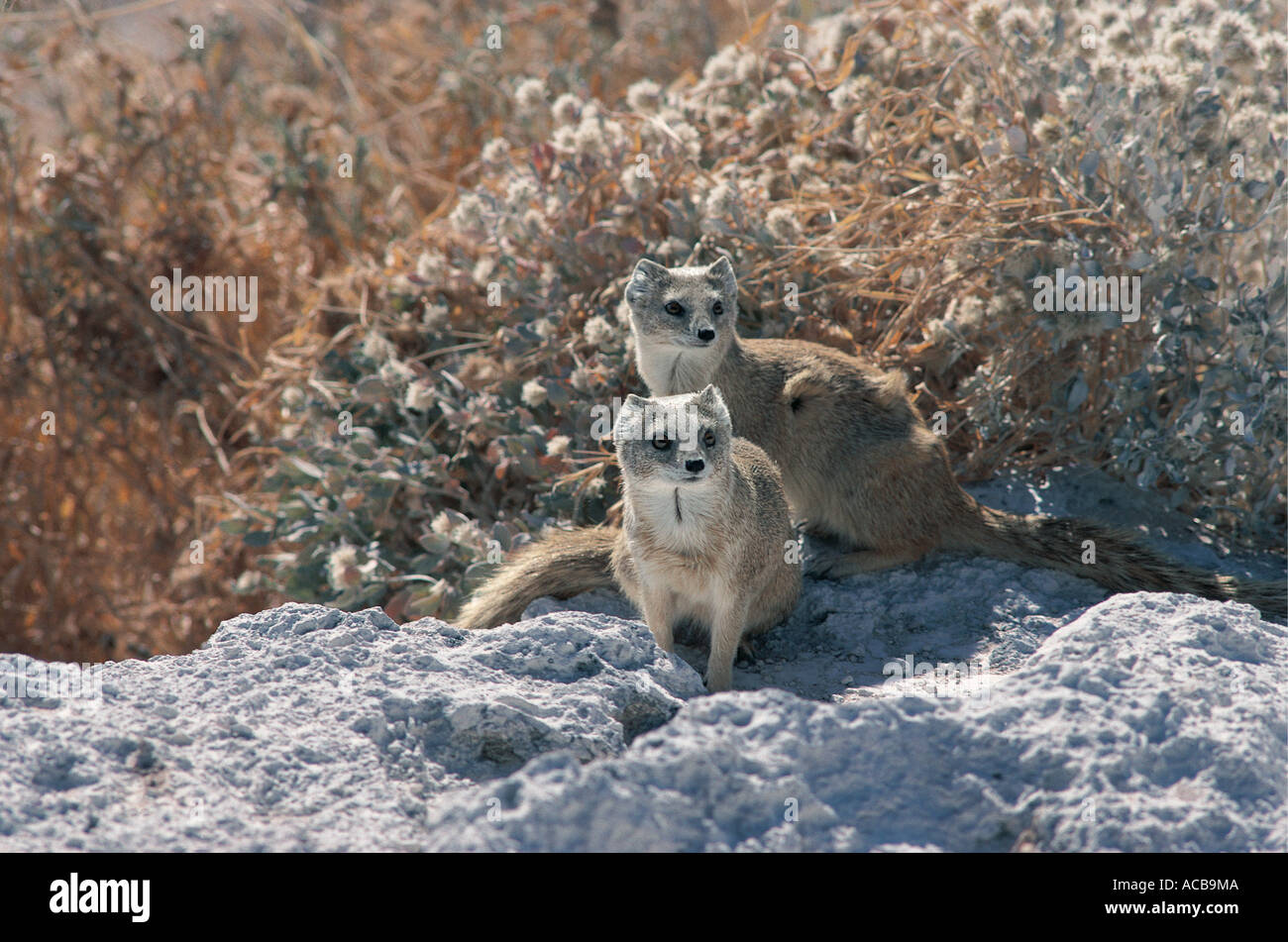 Zwei rote oder buschig Tailed Erdmännchen auch bekannt als eine gelbe Mungo Etosha Nationalpark Namibia Südwest-Afrika Stockfoto