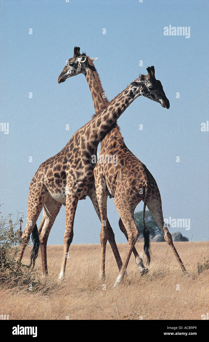 Zwei männliche Masai Giraffe Einschnürung oder Serengeti Nationalpark Tansania Ostafrika kämpfen Stockfoto