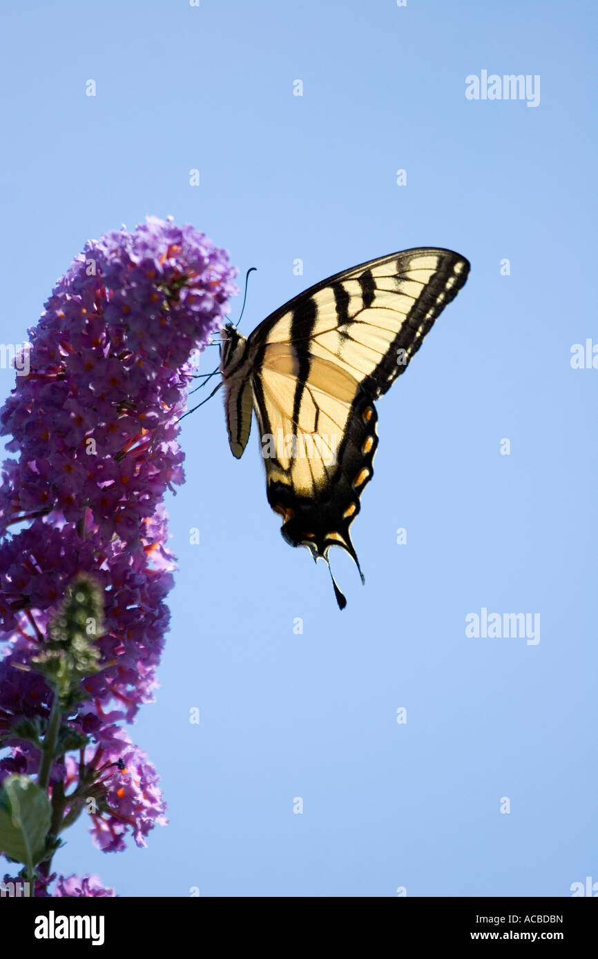 Östliche Tiger Schwalbenschwanz Schmetterling auf lila Blume vertikal Stockfoto